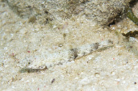 Slender lizardfish 