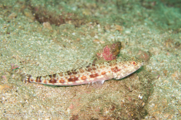 Two-spot lizardfish