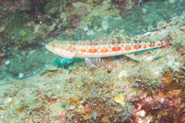 Two-spot lizardfish