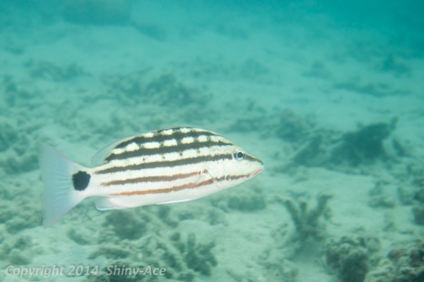 Checkered snapper