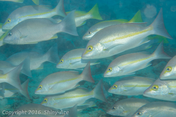 Yellow-banded snapper