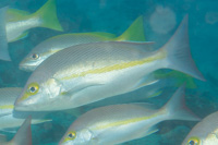 Yellow-banded snapper