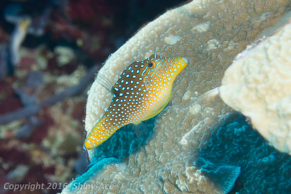 Blue-spotted puffer