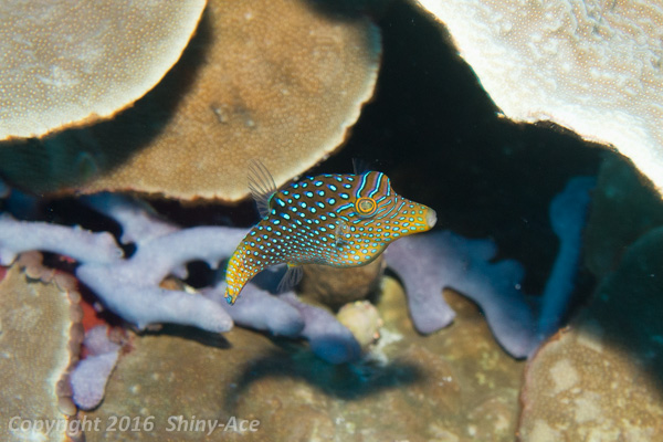 Blue-spotted puffer