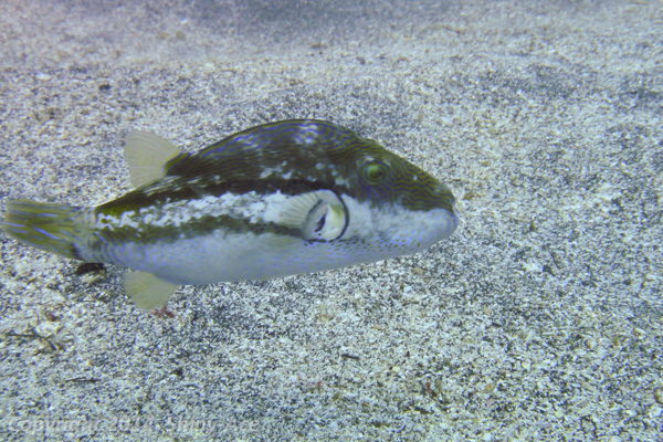 Brown-lined puffer
