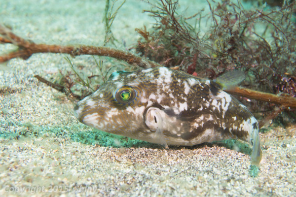 Brown-lined puffer
