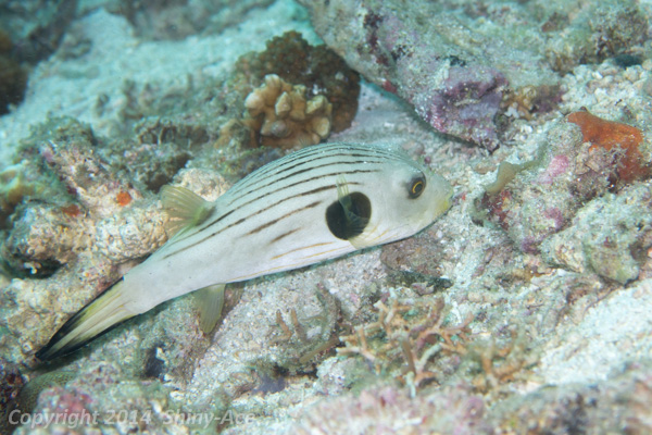 Narrow-lined puffer