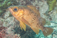 Darkbanded rockfish