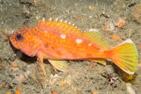 Yerrowbarred red rockfish