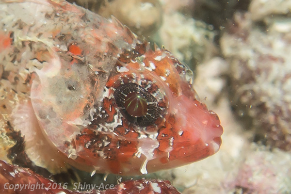 Shortfin scorpionfish