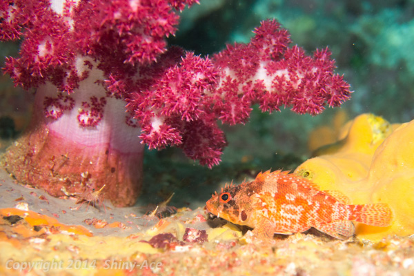 Cheekspot scorpionfish