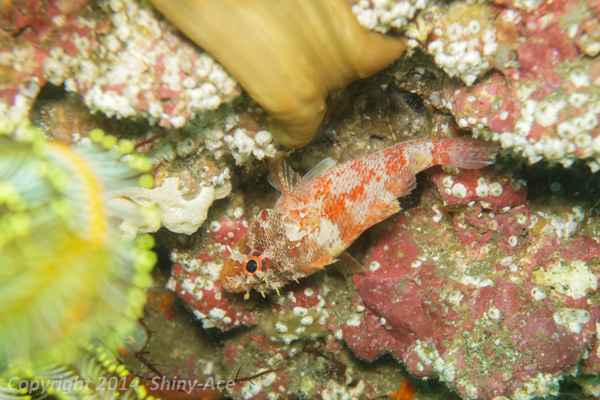 Cheekspot scorpionfish