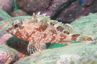 Marbled rockfish