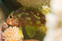 Yellowspotted scorpionfish