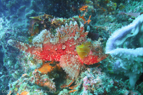 Spotbelly rockfish