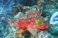 Spotbelly rockfish