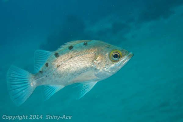 Darkbanded rockfish sp.1