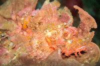 Poss's scorpionfish
