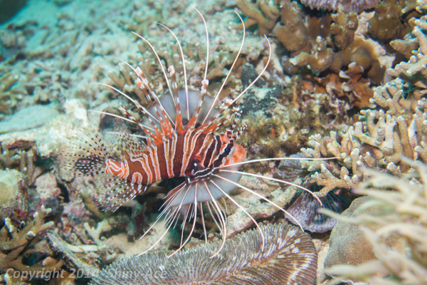 Broadbarred lionfish
