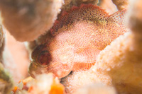 Darkspotted scorpionfish