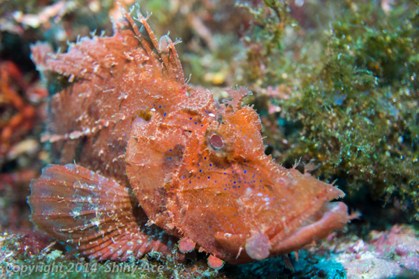 Strange-eyed scorpionfish