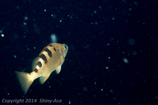 Darkbanded rockfish sp.2