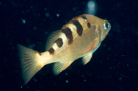 Darkbanded rockfish sp.2