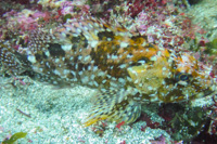 Marbled rockfish sp.1