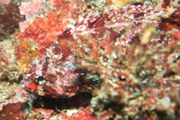Armorclad rockfish