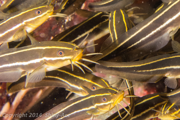 Japanese eel catfish