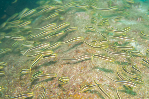 Japanese eel catfish