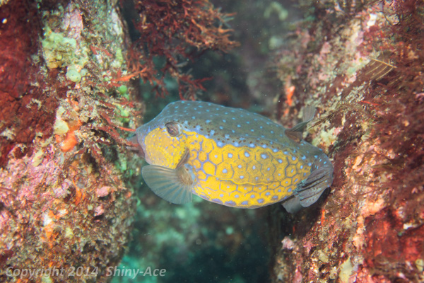 Blackspotted boxfish