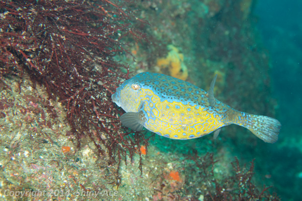 Blackspotted boxfish