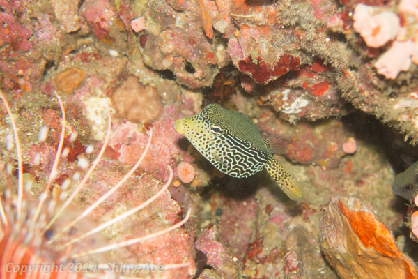 Solor boxfish