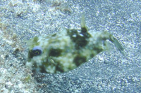 Roundbelly cowfish