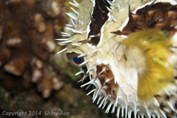 Black-blotched porcupinefish