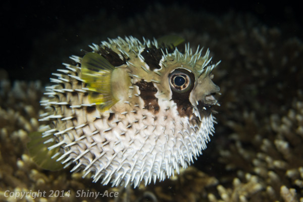 Black-blotched porcupinefish