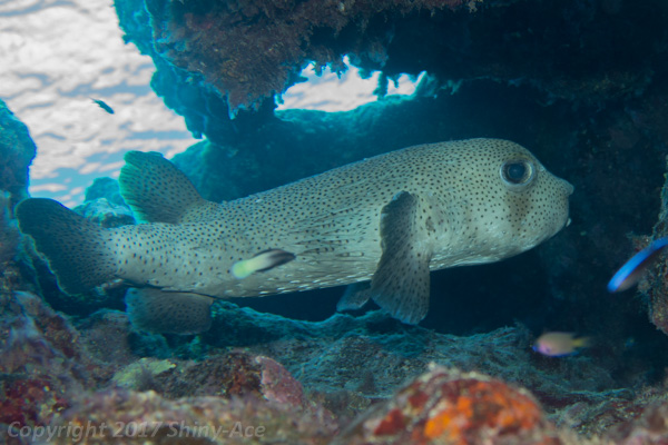 Spot-fin porcupinefish
