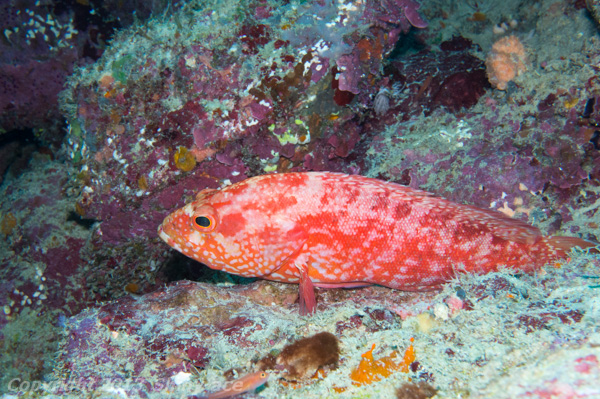 Strawberry grouper
