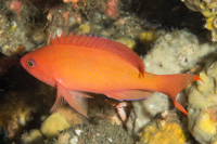 Redbar anthias (Female)