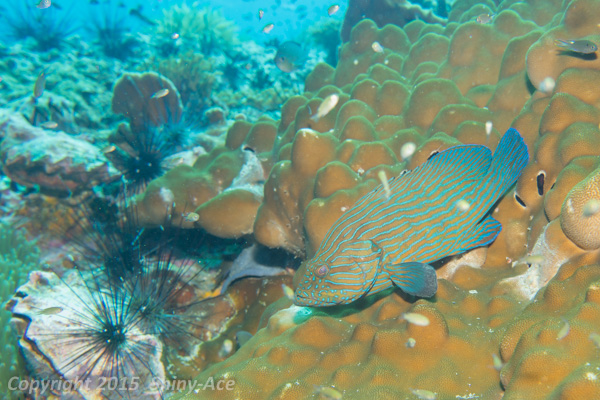 Blue-lined grouper
