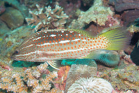 Slender grouper
