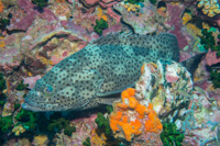 Coral rock grouper