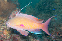 Scalefin anthias (Male)