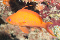 Scalefin anthias (Female)