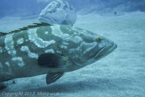 Longtooth grouper