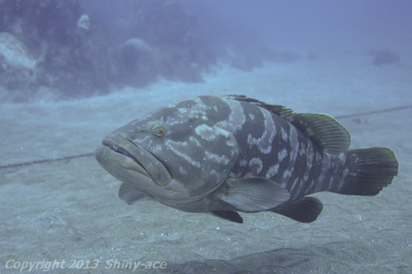 Longtooth grouper