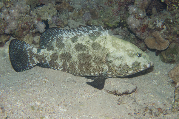 Camouflage grouper