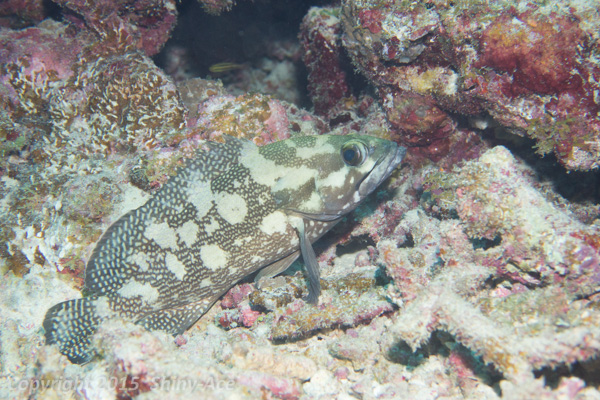 White-streaked grouper