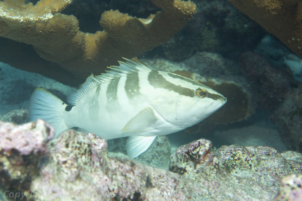 Nassau grouper